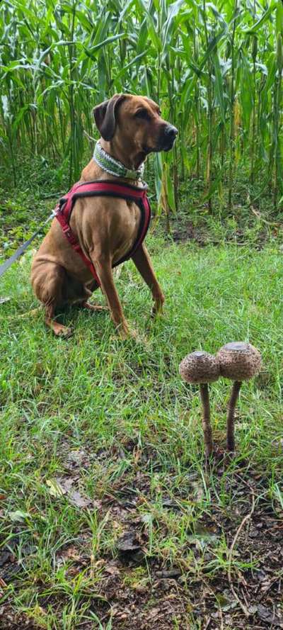 Rhodesian Ridgeback-Beitrag-Bild
