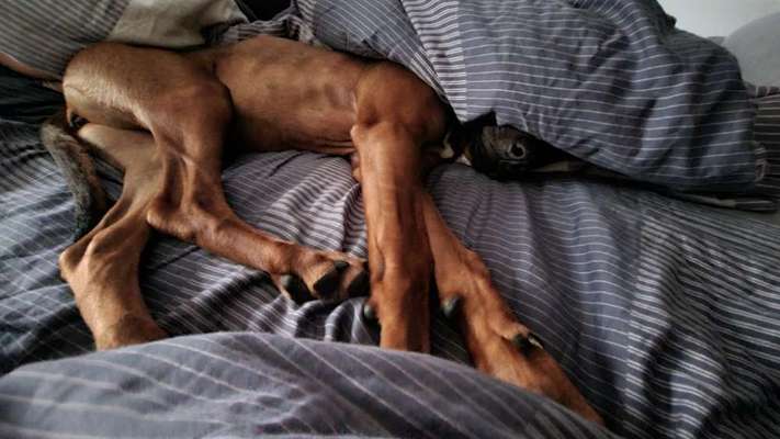 Rhodesian Ridgeback-Beitrag-Bild