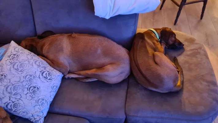 Rhodesian Ridgeback-Beitrag-Bild