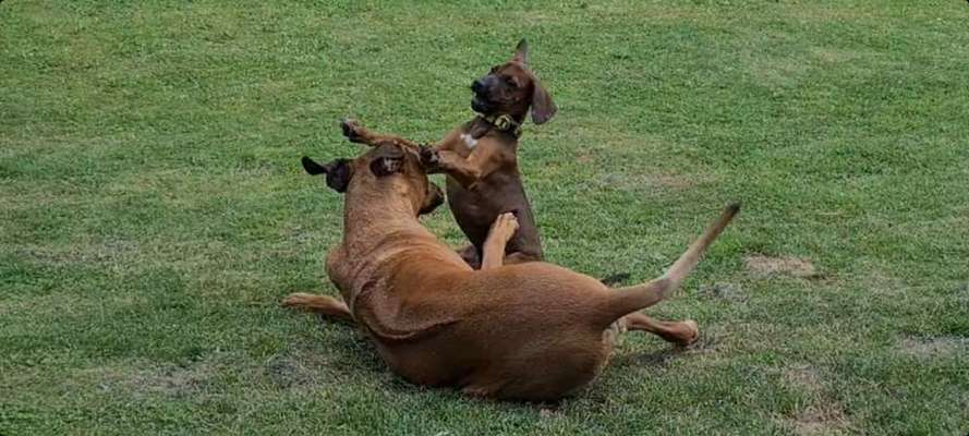 Rhodesian Ridgeback-Beitrag-Bild