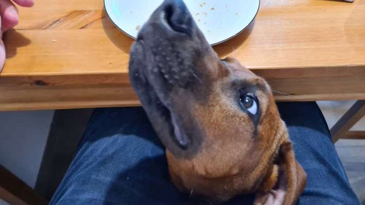 Rhodesian Ridgeback-Beitrag-Bild