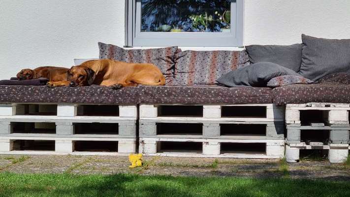 Rhodesian Ridgeback-Beitrag-Bild