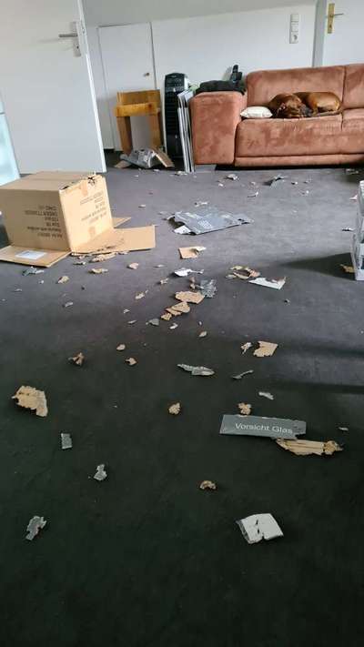 Rhodesian Ridgeback-Beitrag-Bild