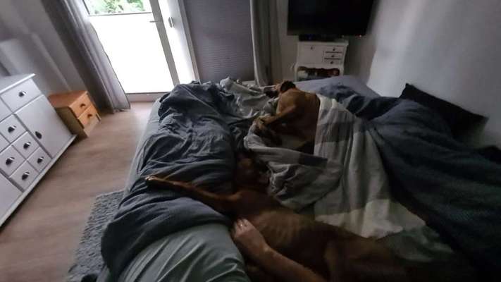 Rhodesian Ridgeback-Beitrag-Bild