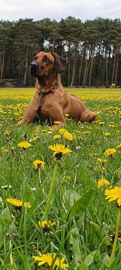 Rhodesian Ridgeback-Beitrag-Bild