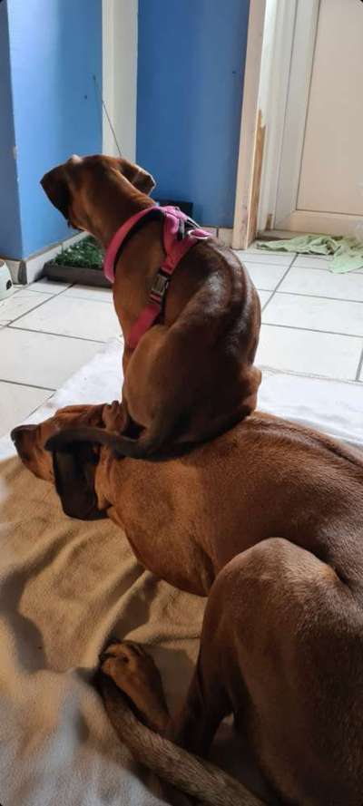 Rhodesian Ridgeback-Beitrag-Bild