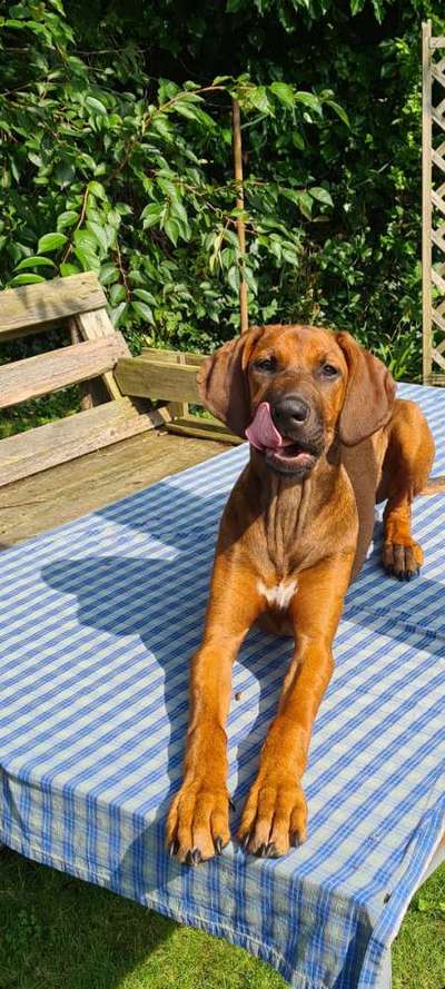 Rhodesian Ridgeback-Beitrag-Bild