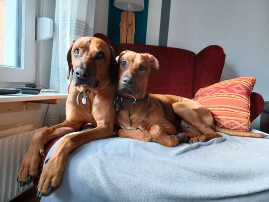 Rhodesian Ridgeback-Beitrag-Bild