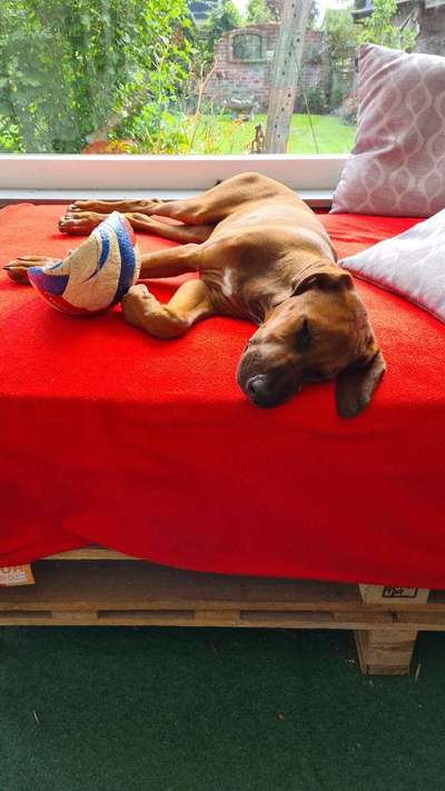 Rhodesian Ridgeback-Beitrag-Bild