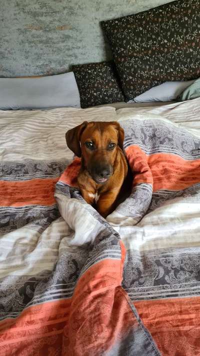 Rhodesian Ridgeback-Beitrag-Bild