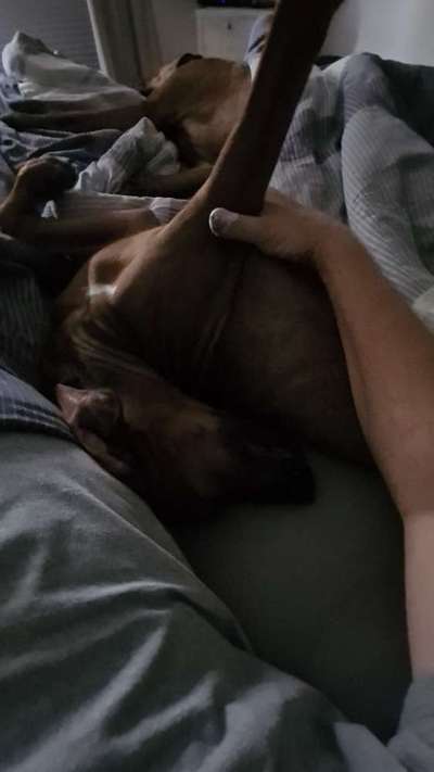 Rhodesian Ridgeback-Beitrag-Bild