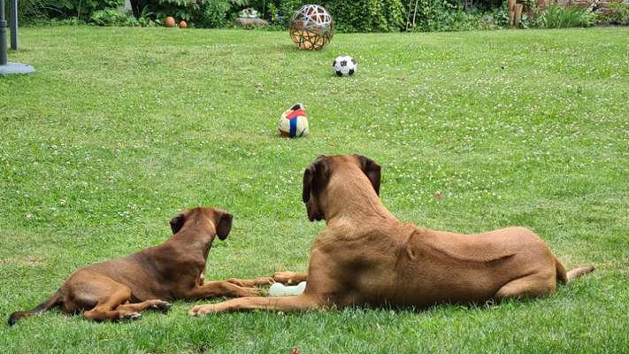 Rhodesian Ridgeback-Beitrag-Bild