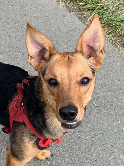 Dogorama Photo Challenge - Hundeblick zum hinschmelzen-Beitrag-Bild