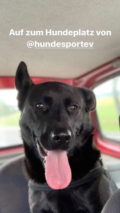 Dogorama Photo Challenge - Hundeblick zum hinschmelzen-Beitrag-Bild