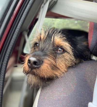 Dogorama Photo Challenge - Hundeblick zum hinschmelzen-Beitrag-Bild