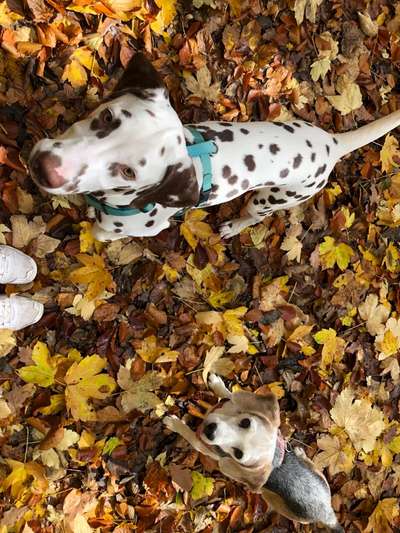 Hundetreffen-Gassi und Spielen🐶🐕-Bild