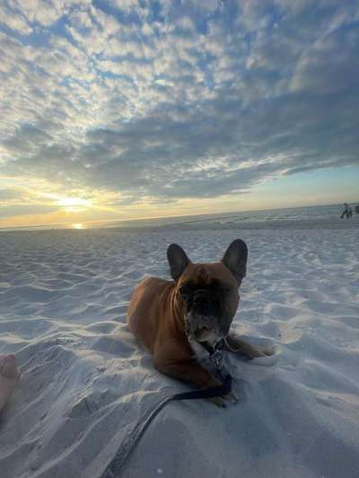 Hund abgegeben, weil Urlaub anstand? Leider kein Witz 😳-Beitrag-Bild