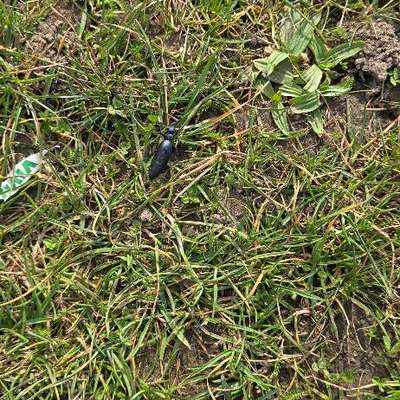 Giftköder-Ölkäfer im Palmengarten an Hundewiese-Bild