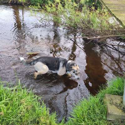 Hundetreffen-Hunderunde bei Bad Bramstedt-Bild