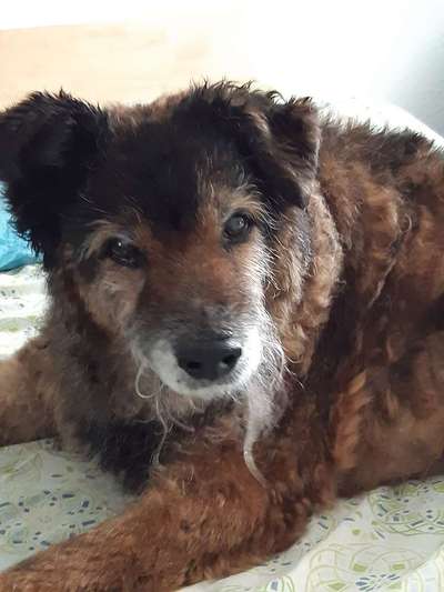 Unsere Fellnasen im Regenbogenland-Beitrag-Bild