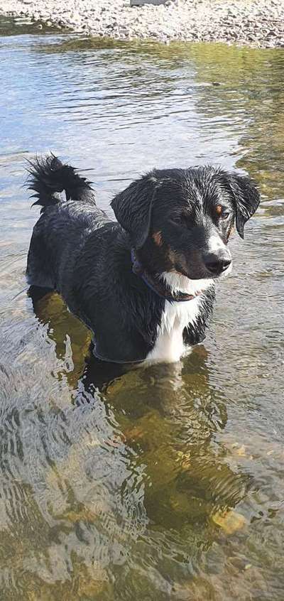 Dein Hund im Dogorama-Kalender 2021-Beitrag-Bild