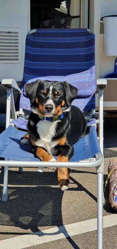 Dein Hund im Dogorama-Kalender 2021-Beitrag-Bild