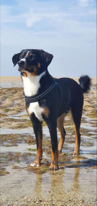 Dein Hund im Dogorama-Kalender 2021-Beitrag-Bild