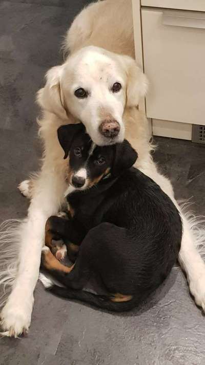 Dein Hund im Dogorama-Kalender 2021-Beitrag-Bild