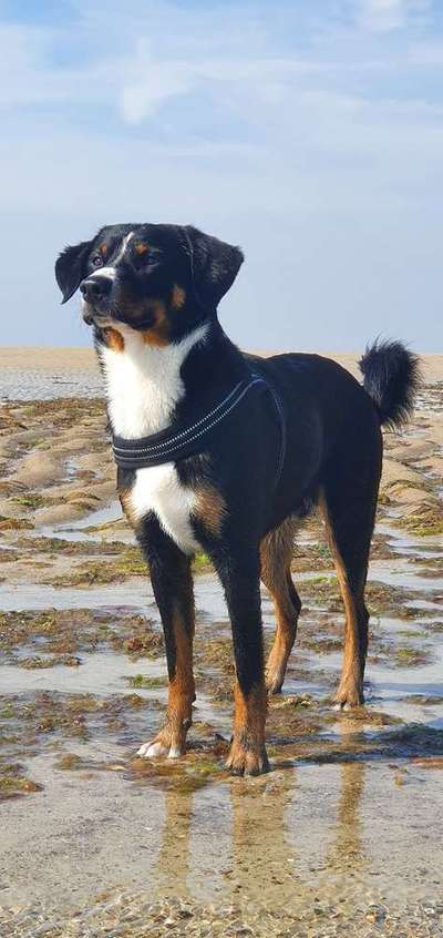 Dein Hund im Dogorama-Kalender 2021-Beitrag-Bild