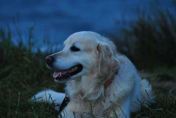 Dein Hund im Dogorama-Kalender 2021-Beitrag-Bild