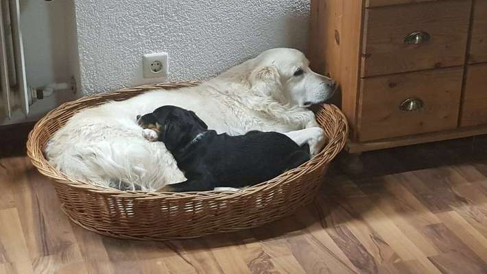 Dein Hund im Dogorama-Kalender 2021-Beitrag-Bild