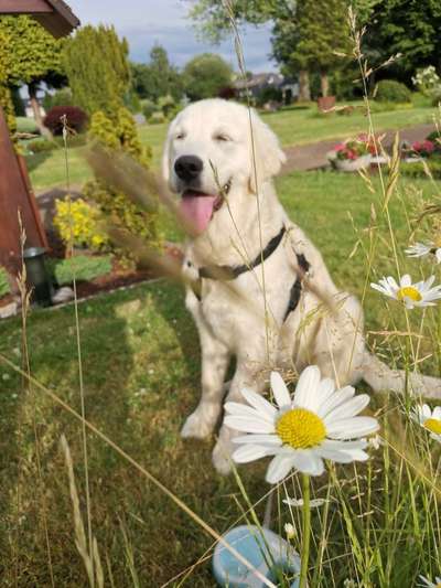 Die Dogorama Wochen Challenge: “Dein Hund im Urlaub”-Beitrag-Bild