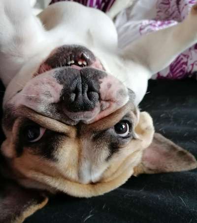 Die Dogorama Wochen Challenge-Beitrag-Bild