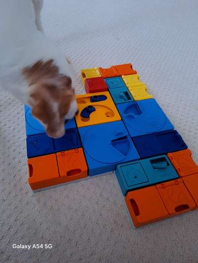 Pawzler - Intelligenzspielzeug-Beitrag-Bild