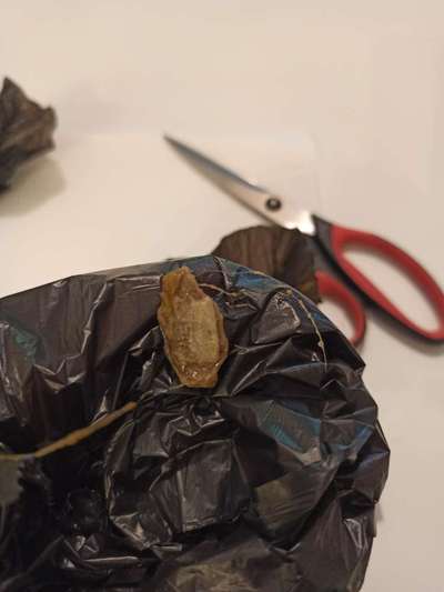 Wer weiß was das sein kann?-Beitrag-Bild