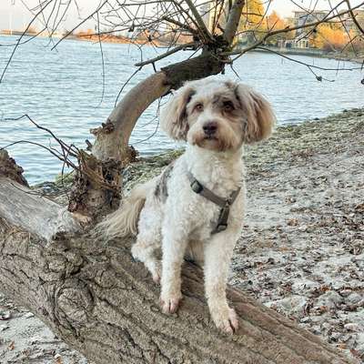 Hundetreffen-Spielrunden mit Minnie-Bild
