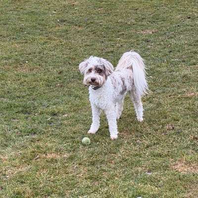 Hundetreffen-Spielrunden mit Minnie-Bild