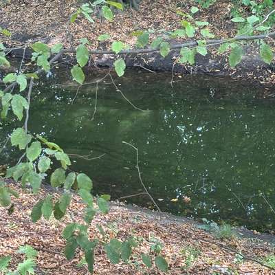 Giftköder-Mögliche Gefahr durch Blaualgen-Bild
