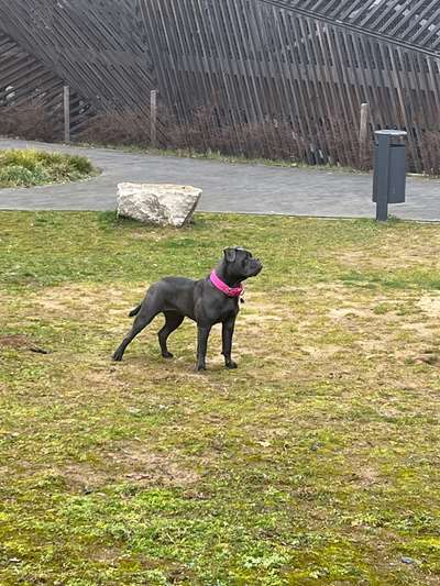 Der Gewichts-Thread-Beitrag-Bild