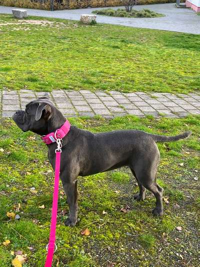 Der Gewichts-Thread-Beitrag-Bild