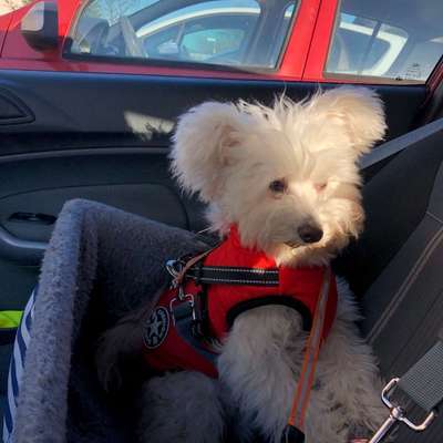 Hundetreffen-Welpentreffen in Reilingen und Umgebung