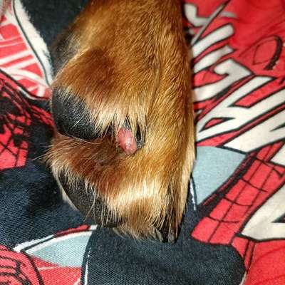 Kralle längs abgerissen, leben liegt frei...-Beitrag-Bild