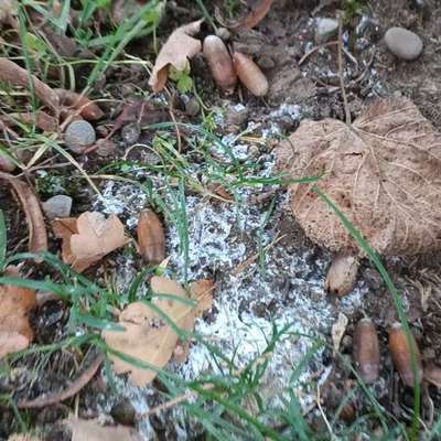 Giftköder-Komisches weißes pulver...-Bild