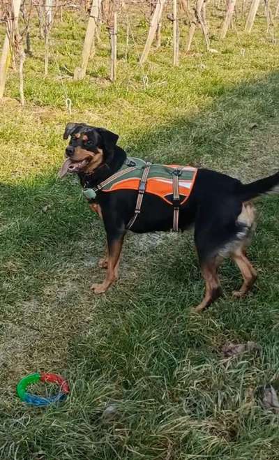 Wie sitzt mein Geschirr?-Beitrag-Bild