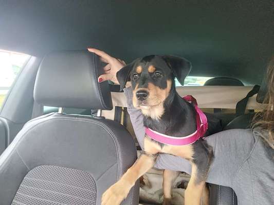 Foto Challenge Thema "Hunde im Auto"-Beitrag-Bild