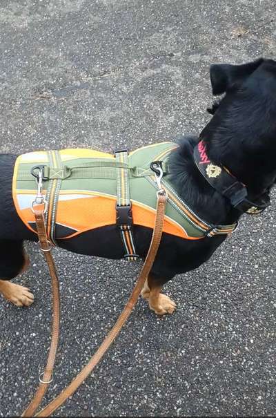 Wie sitzt mein Geschirr?-Beitrag-Bild