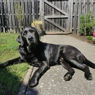 Hundetreffen-Gassirunde-Profilbild