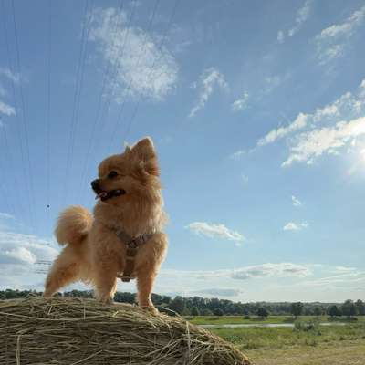 Hundetreffen-Spielekumpels in Miniformat-Bild