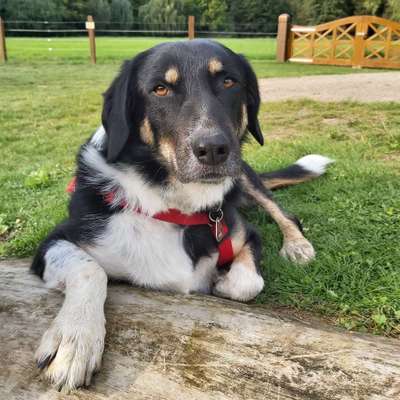 Hundetreffen-Suchen Hundefreunde zum spazieren und spielen-Bild