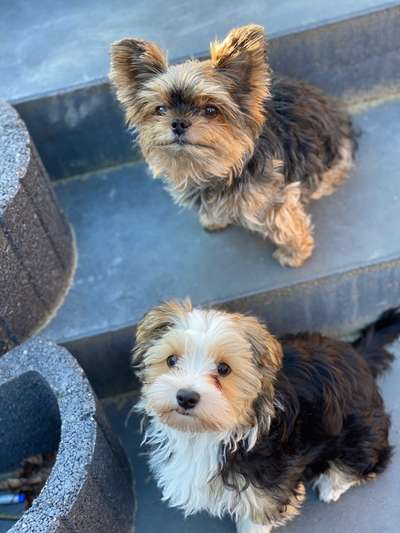 Yorkshire Terrier-Beitrag-Bild